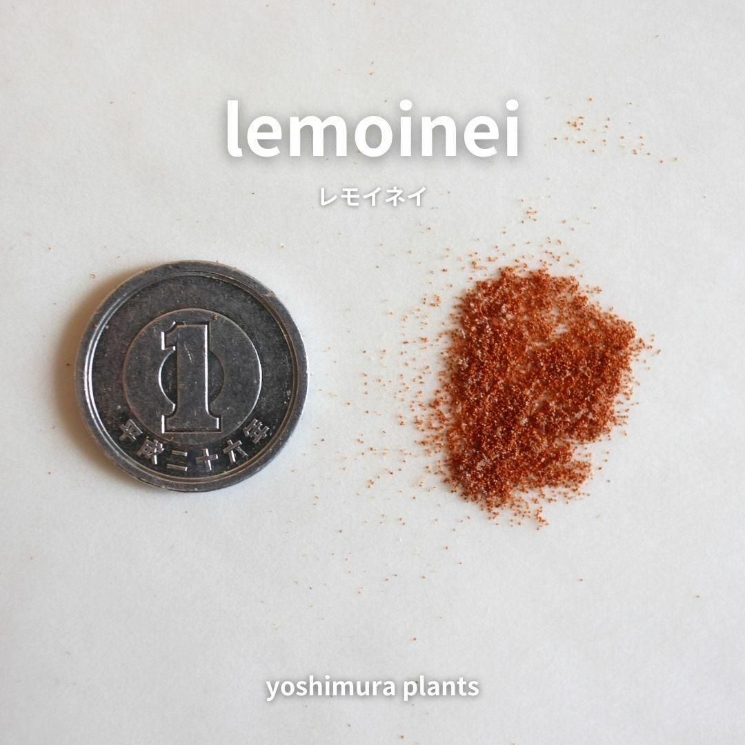 胞子] lemoinei レモイネイ ビカクシダ | Pay ID